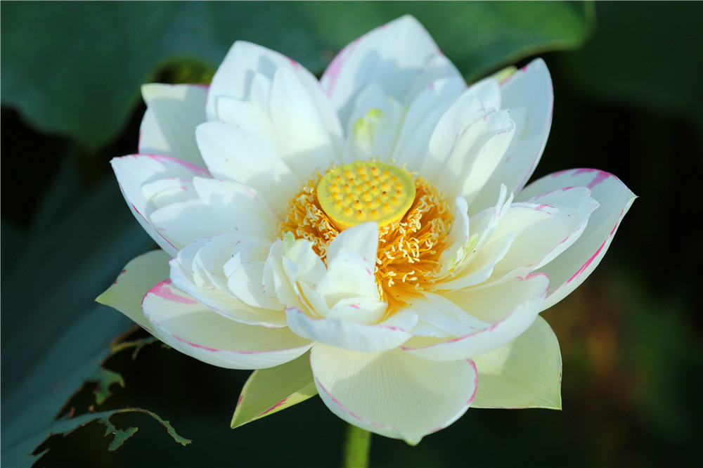 *萨特帕**一场与荷花无法拒绝的浪漫之旅