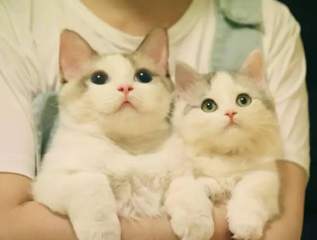 自媒体大事件,网红大v的猫狗