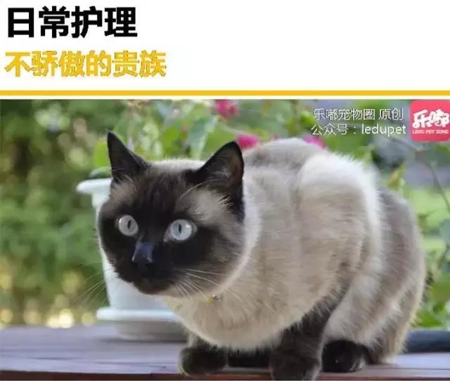 泰国贵族暹罗猫好养吗,不可替代的猫