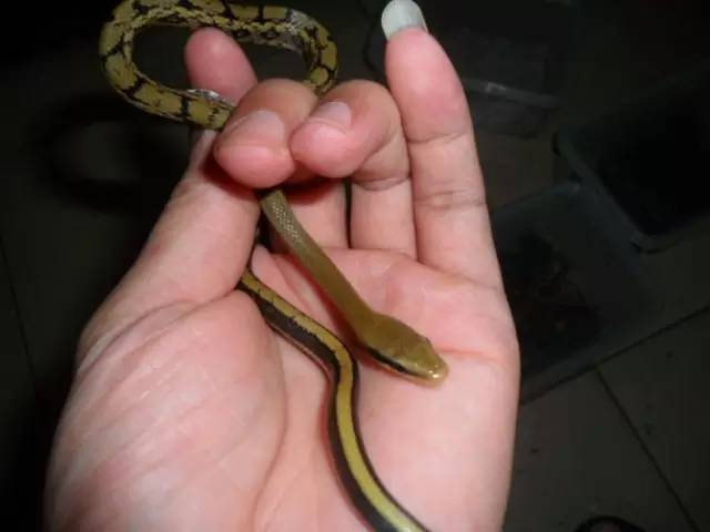 国内怎么玩pokemongo2020,大陆怎么才可以玩pokemongo