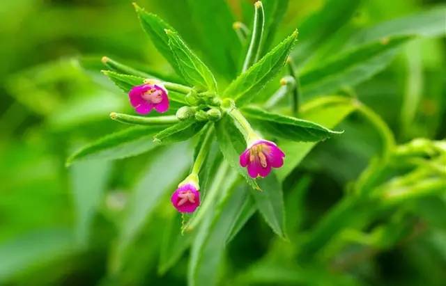 慢性肾脏病该如何规范有效治疗,慢性肾脏病防治黄金法则