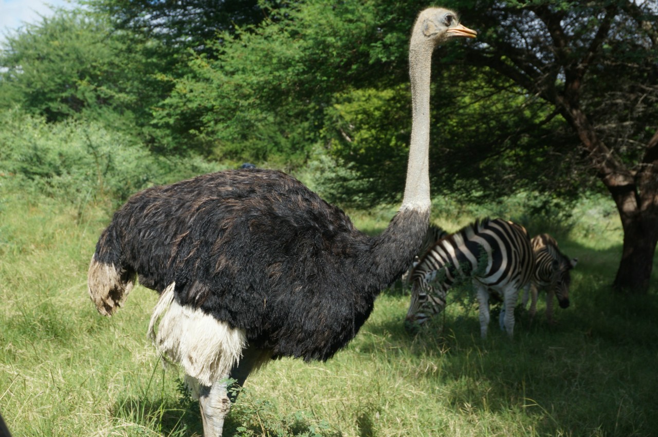 用耳朵旅行的财经主播Nina|全球空气质量最佳的天堂国度毛里求斯