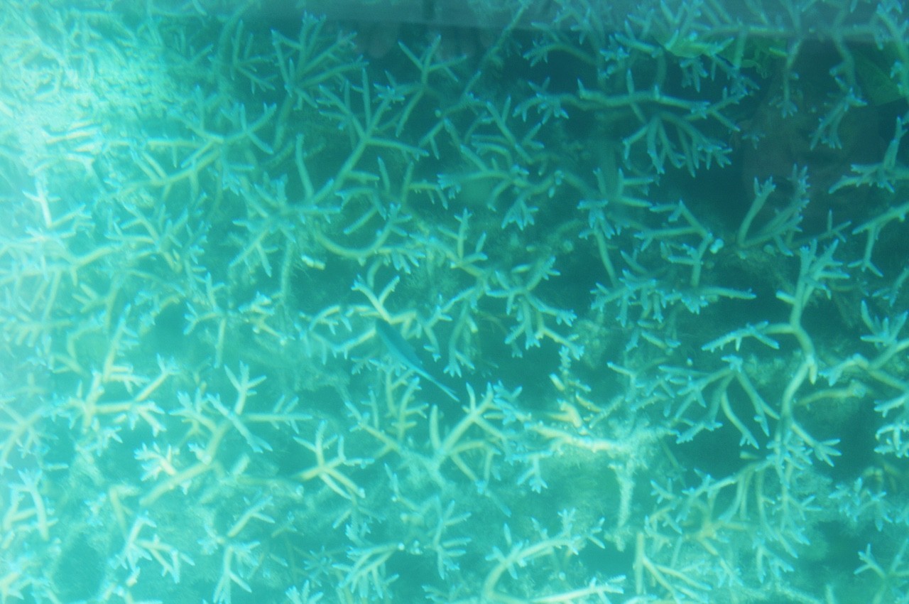 用耳朵旅行的财经主播Nina|全球空气质量最佳的天堂国度毛里求斯