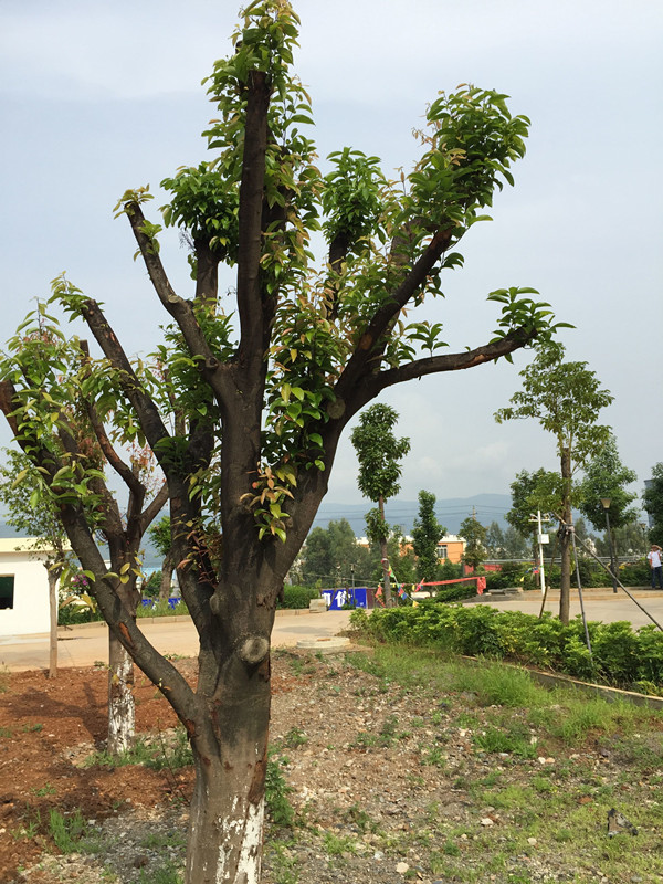 鏄嗘槑缁垮寲杩囧啲,鏄嗘槑鍐讳激澶ф浣滅墿
