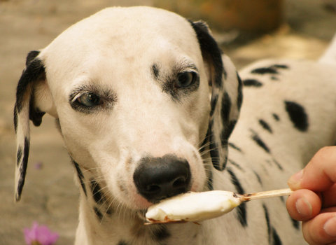 能跟狗狗一起吃一根雪糕吗,狗狗吃了雪糕棒怎么办