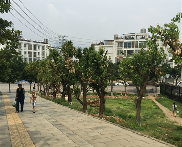 鏄嗘槑缁垮寲杩囧啲,鏄嗘槑鍐讳激澶ф浣滅墿