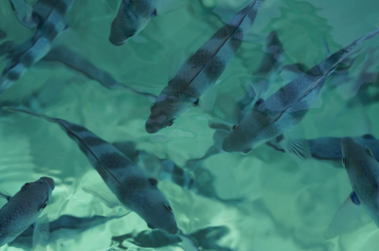 用耳朵旅行的财经主播Nina|全球空气质量最佳的天堂国度毛里求斯