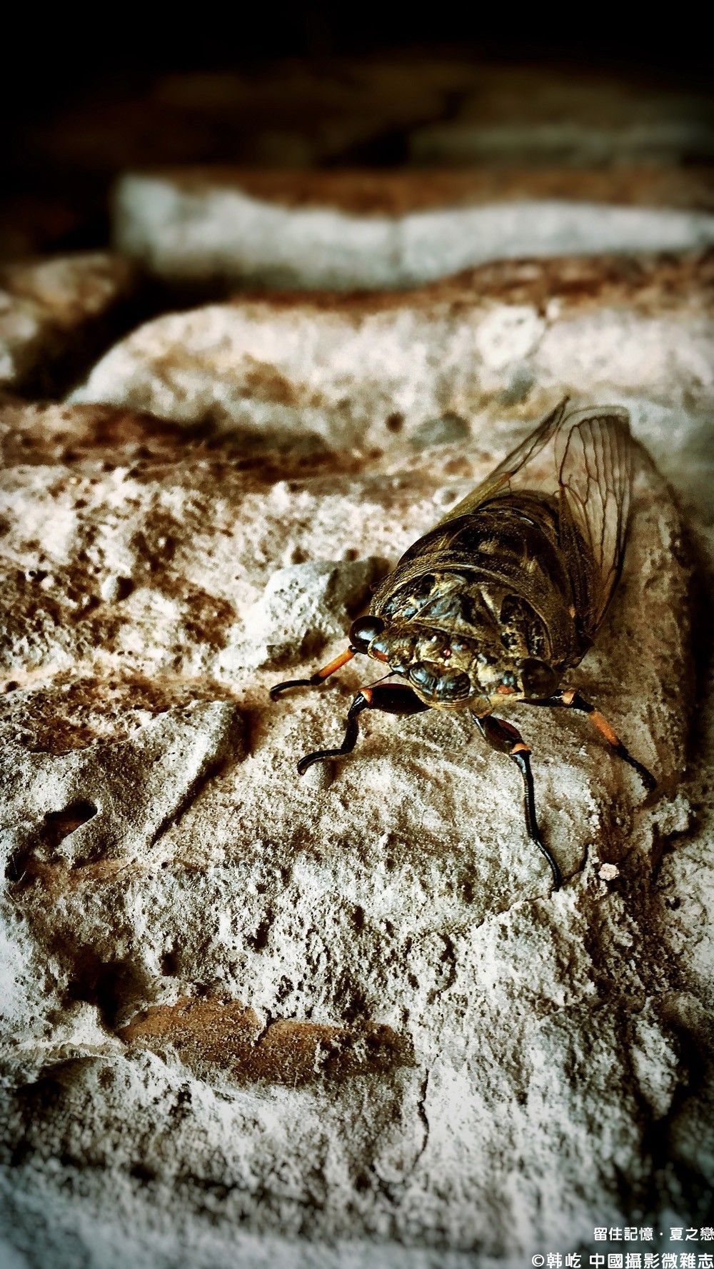 夏之恋完整版mv,夏之恋完整版免费阅读