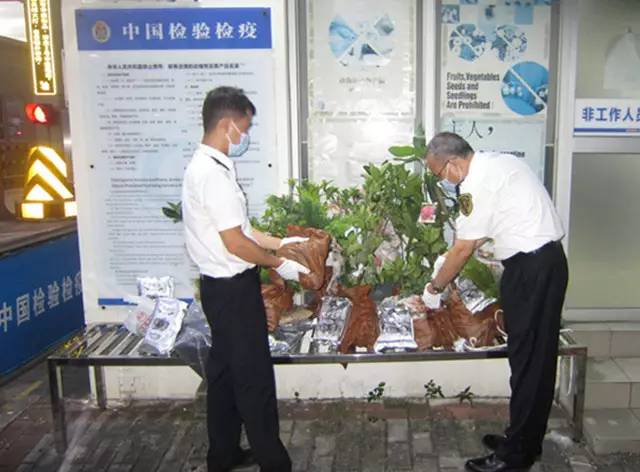 国内怎么玩pokemongo2020,大陆怎么才可以玩pokemongo