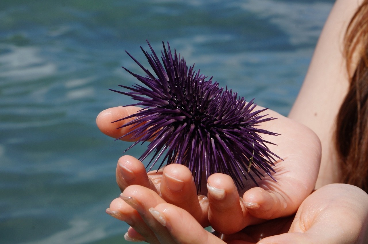 用耳朵旅行的财经主播Nina|全球空气质量最佳的天堂国度毛里求斯