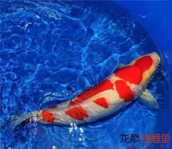 一个值得关注的血系：阪井的*药炸**落叶