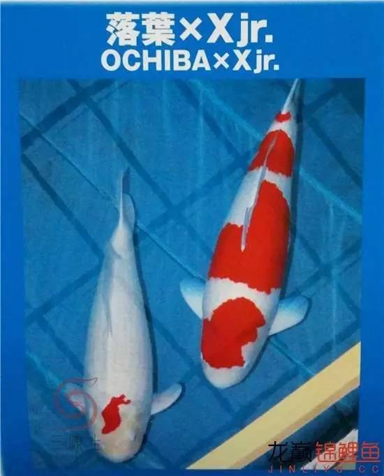 一个值得关注的血系：阪井的*药炸**落叶