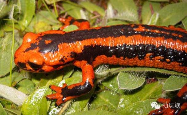 精灵宝可梦日月03-05,精灵宝可梦日月小智vs库库伊博士