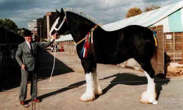 精灵宝可梦日月03-05,精灵宝可梦日月小智vs库库伊博士