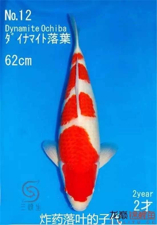 一个值得关注的血系：阪井的*药炸**落叶