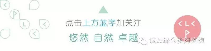 关于逛多肉市场,北方最大的多肉市场