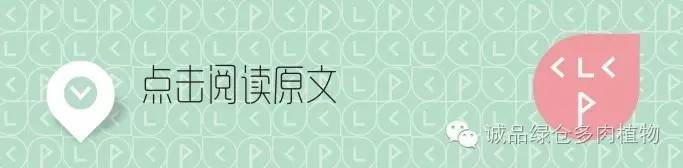关于逛多肉市场,北方最大的多肉市场