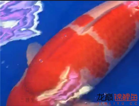 一个值得关注的血系：阪井的*药炸**落叶