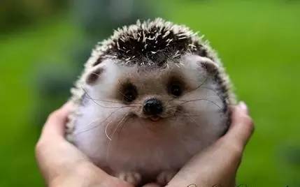 刺猬的灵性象征,刺猬的刺尖吗