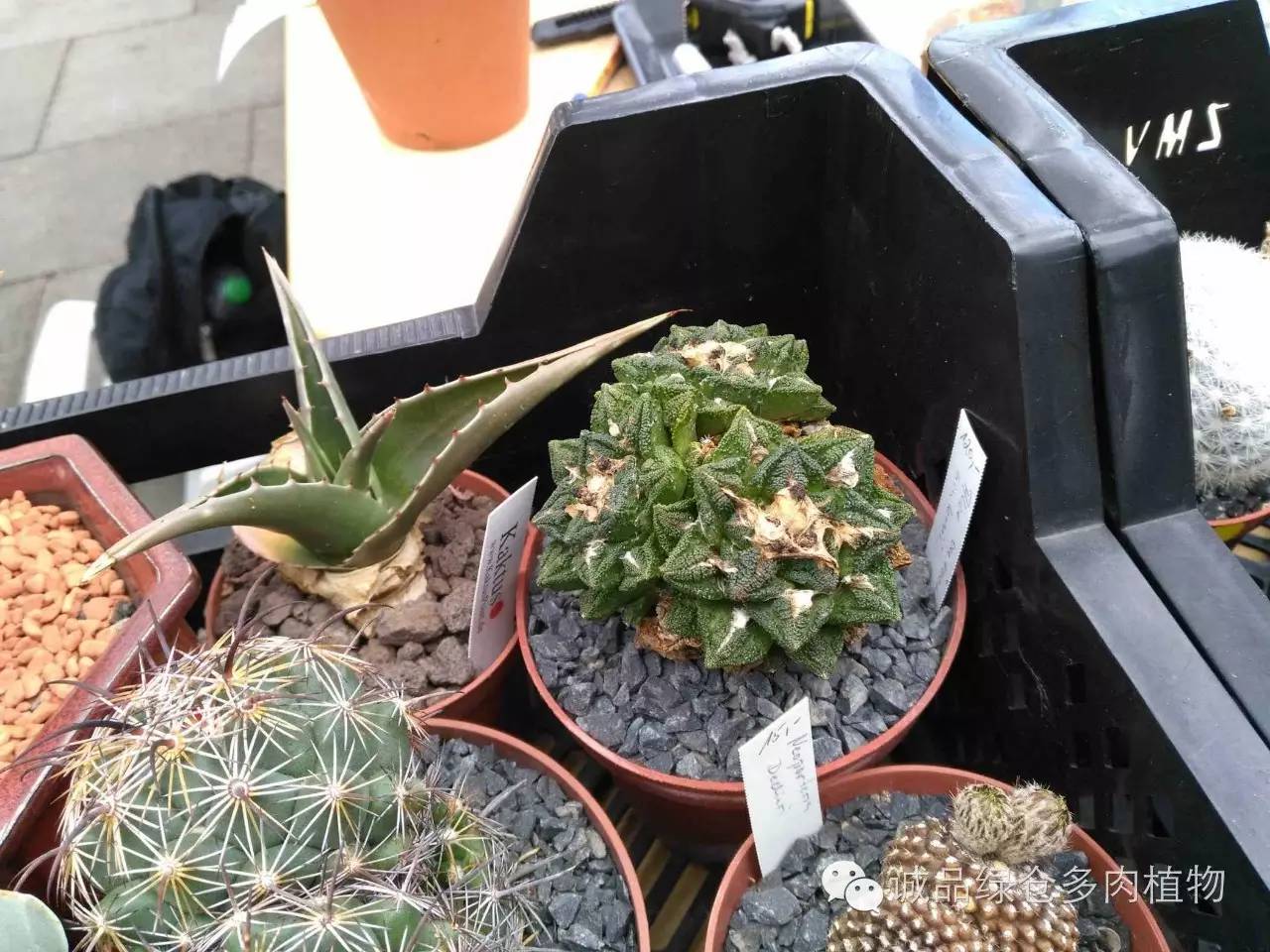 关于逛多肉市场,北方最大的多肉市场