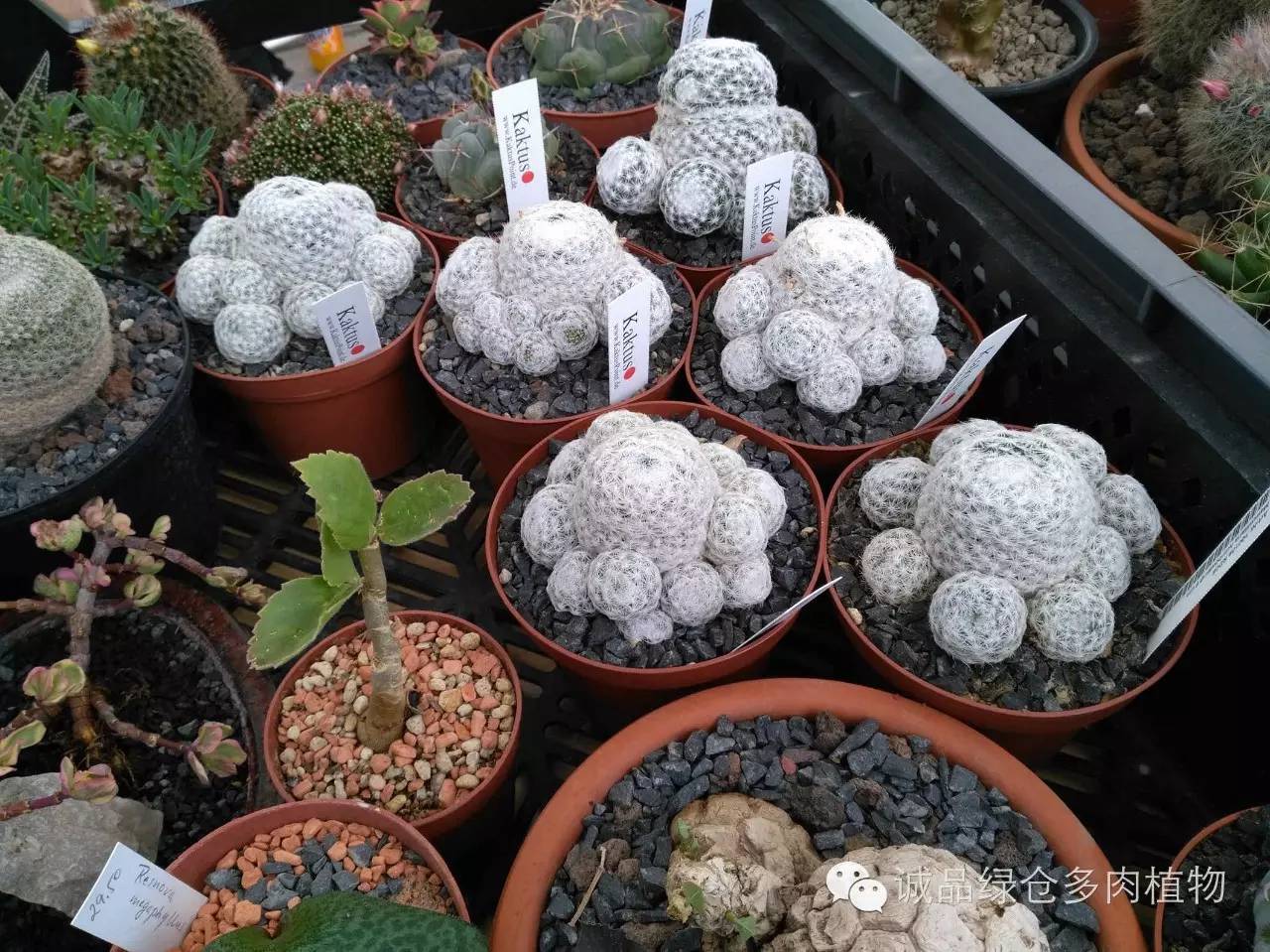 关于逛多肉市场,北方最大的多肉市场