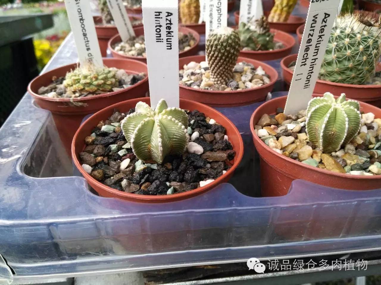 关于逛多肉市场,北方最大的多肉市场