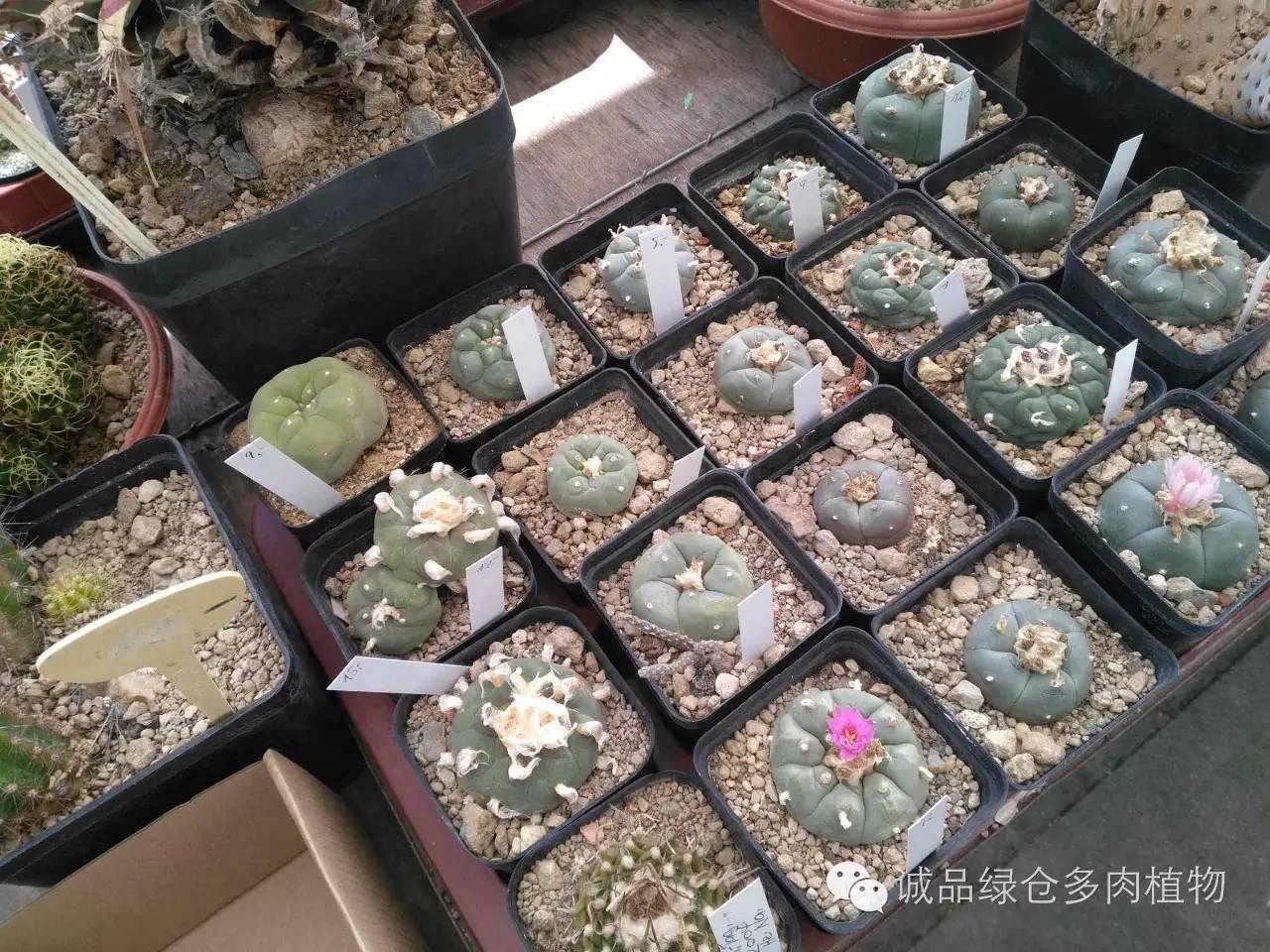 关于逛多肉市场,北方最大的多肉市场