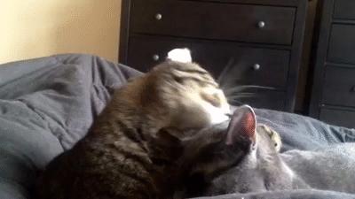 鐙楃嫍鑰佹槸鑸旀瘺鑸旂殑鍦版柟鏄孩鑹茬殑,鐚挭鑸旀瘺鑸旂殑鐗瑰埆鍕ゅ睘浜庢甯稿悧