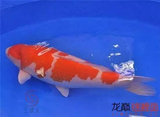 一个值得关注的血系：阪井的*药炸**落叶