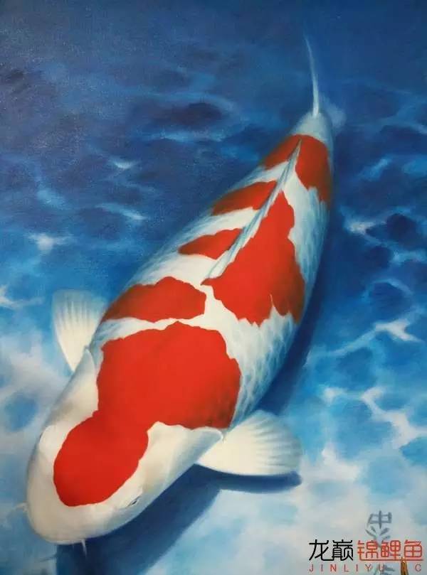 一个值得关注的血系：阪井的*药炸**落叶