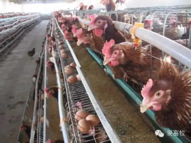 鸡舍氨气对鸡的影响,鸡舍除氨气能用醋吗