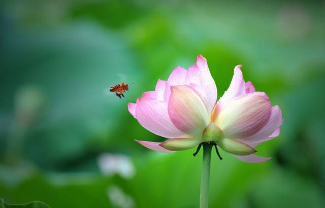 王府竹海神奇植物,蜀林竹海四季代表植物