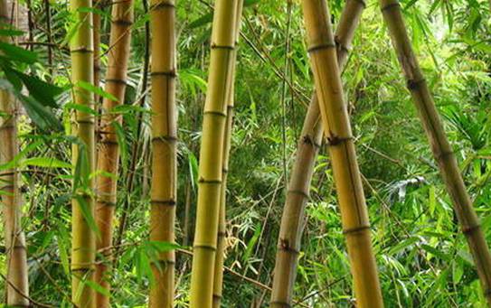 王府竹海神奇植物,蜀林竹海四季代表植物