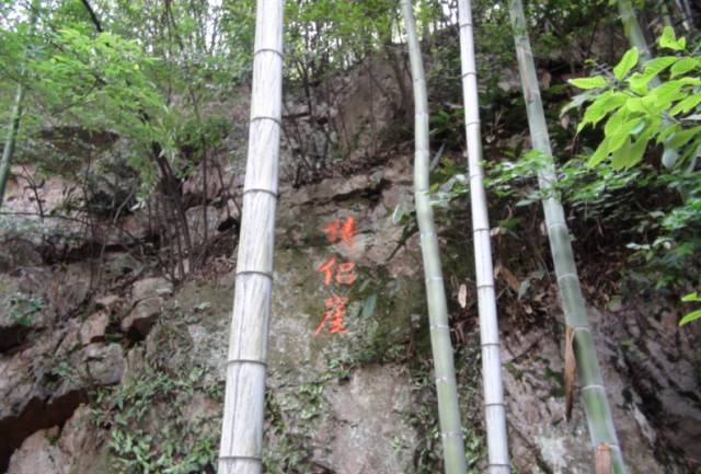王府竹海神奇植物,蜀林竹海四季代表植物