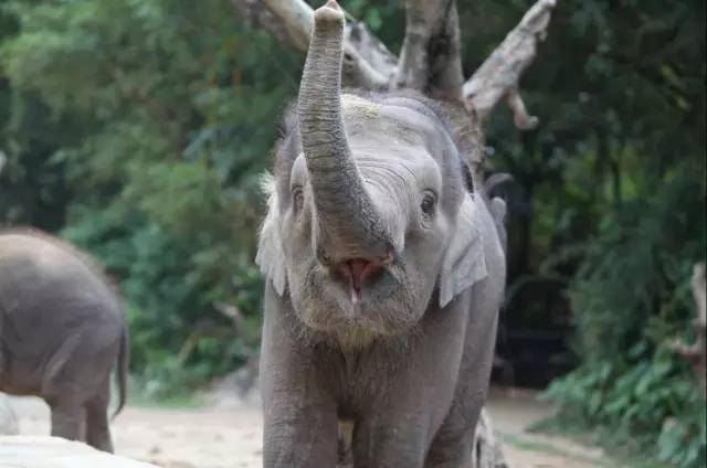 我赌你不知道大象是技能点满的神兽