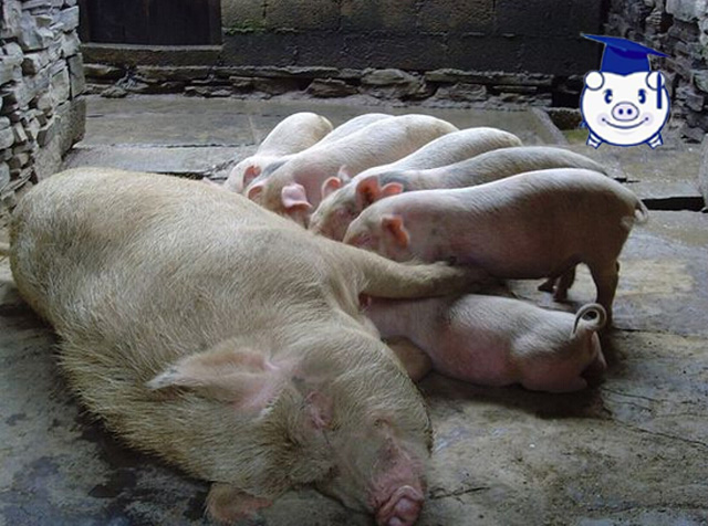 母猪下崽以后咬仔猪怎么办,母猪咬死新生仔猪原因及解决办法