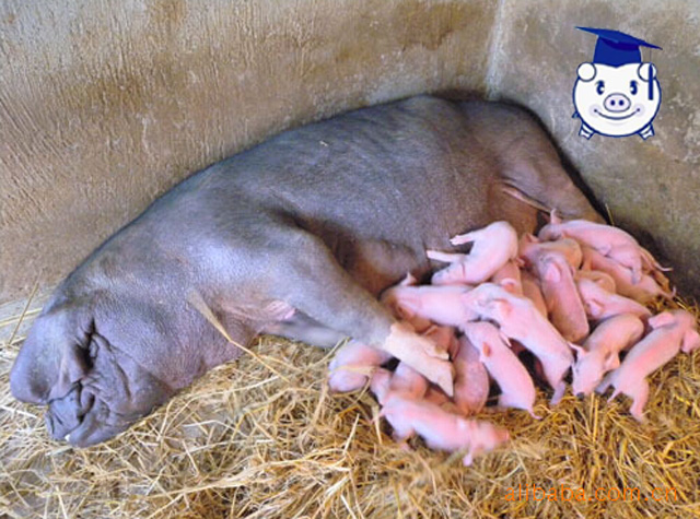 母猪下崽以后咬仔猪怎么办,母猪咬死新生仔猪原因及解决办法