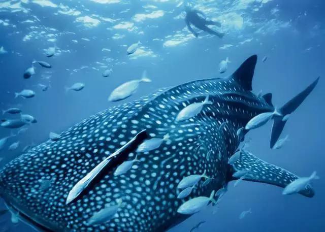 迪士尼一家三口自助游攻略,迪士尼幼儿园旅游攻略