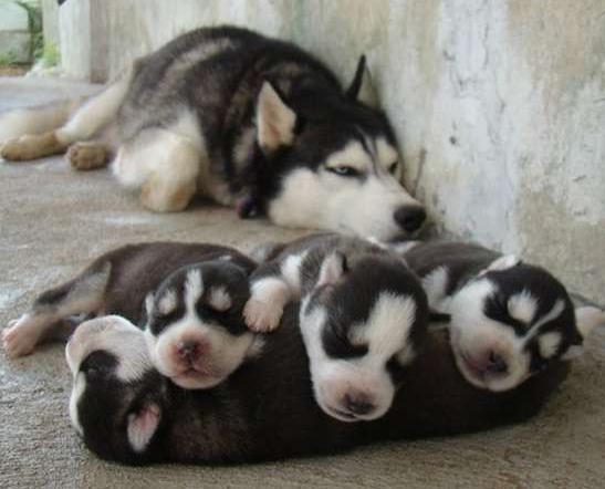 狗狗产后流恶露，该如何护理？