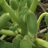 内涵GIF：这什么种子？射了我一脸！