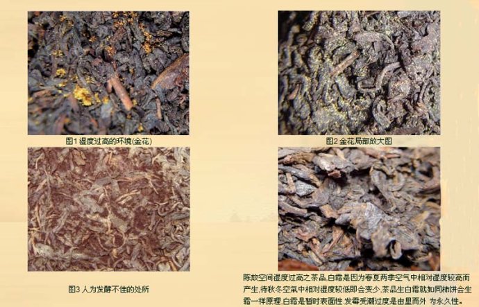 金花霉变和白霜的区别,所谓的金花和白霜的区别