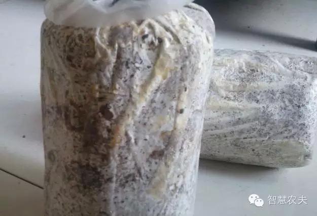 黑木耳种植技术详解,黑木耳种植技术哪里学