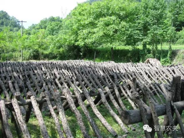 黑木耳种植技术详解,黑木耳种植技术哪里学