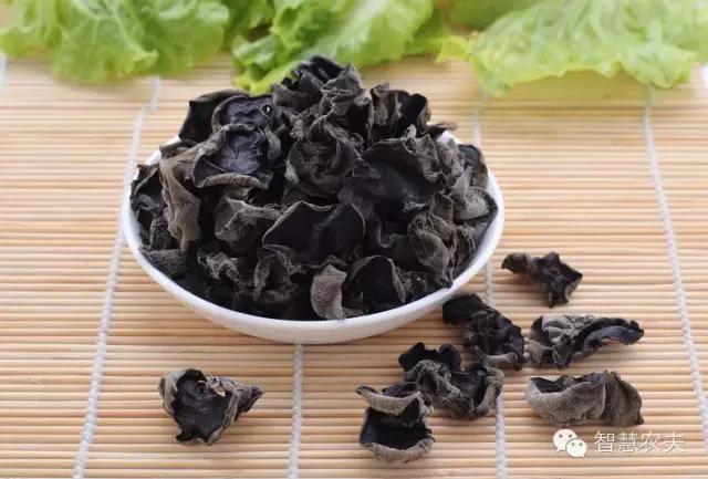 黑木耳种植技术详解,黑木耳种植技术哪里学