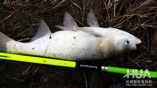 化氏飞鲨三代开光,化氏飞鲨大物抄网竿