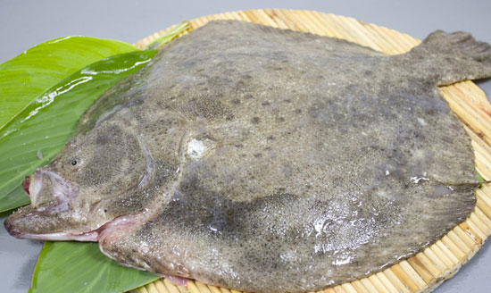 大美丽鲜活多宝鱼,精品海鲜多宝鱼