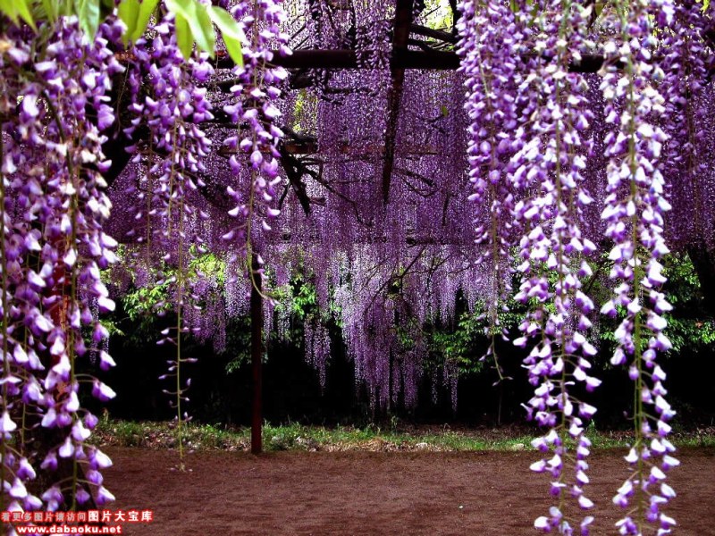 118朵花这个数字有什么寓意,118种花的花语合集图片