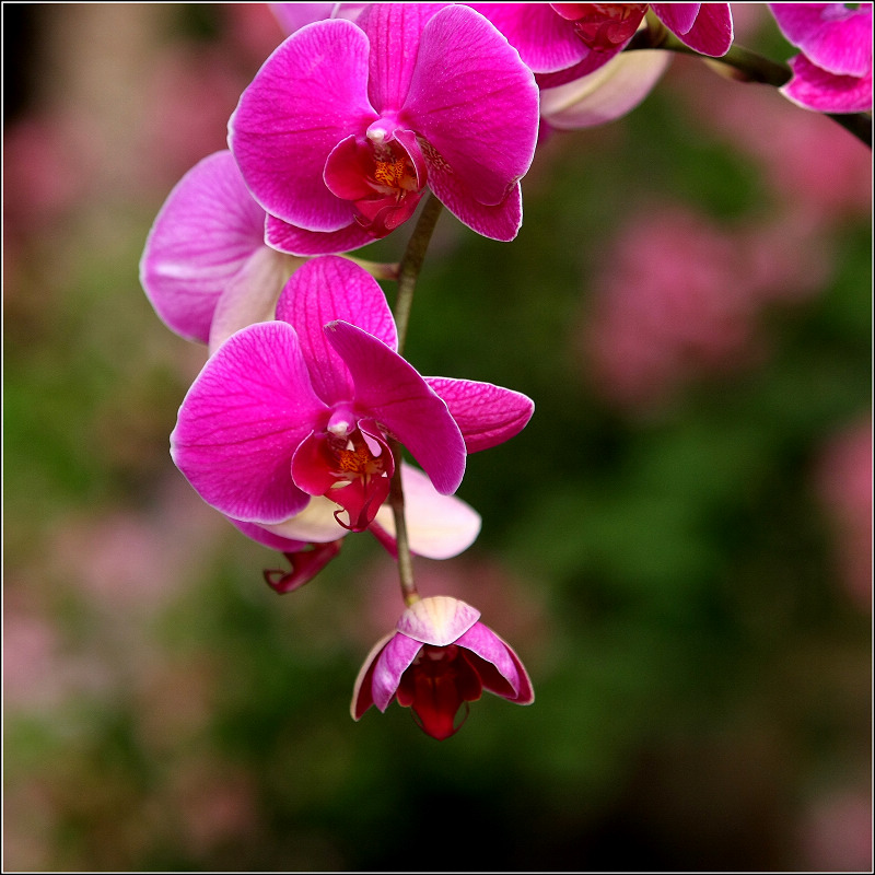 118朵花这个数字有什么寓意,118种花的花语合集图片