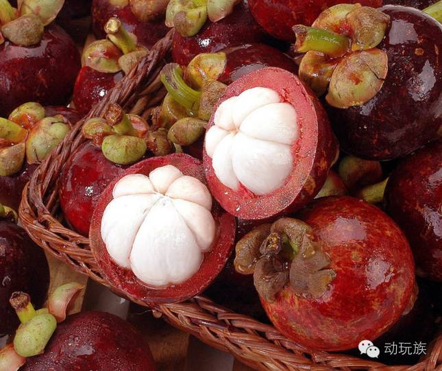 精灵宝可梦日月03-05,精灵宝可梦日月小智vs库库伊博士