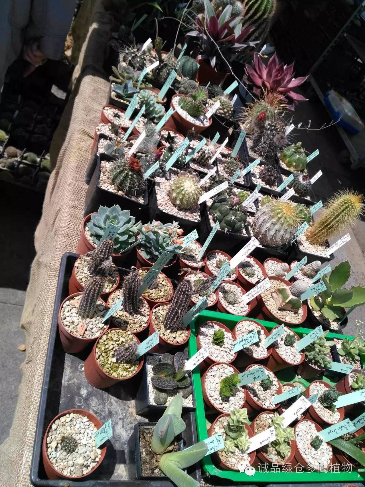 关于逛多肉市场,北方最大的多肉市场